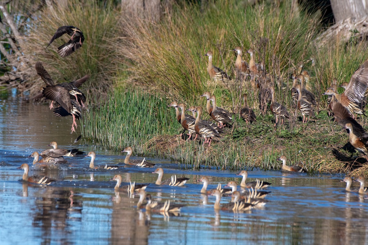 Plumed Whistling-Duck - ML608573205