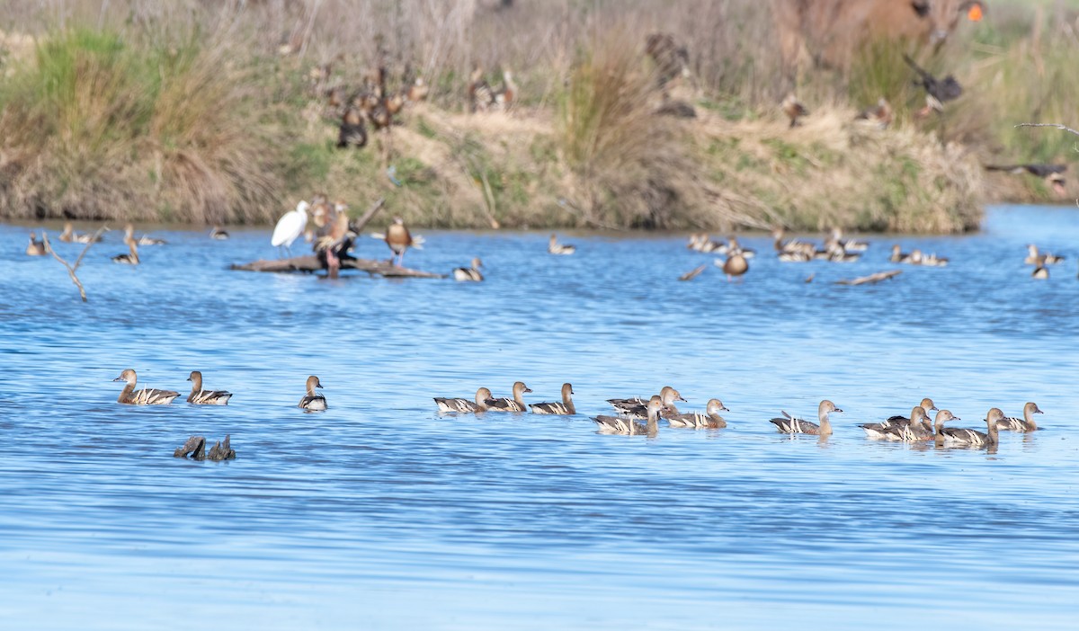 Plumed Whistling-Duck - Gordon Arthur