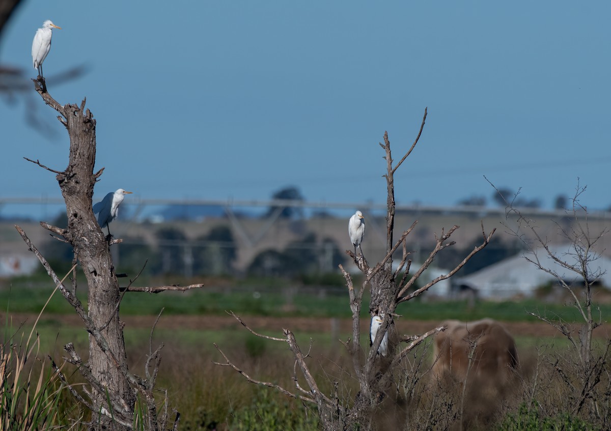 Eastern Cattle Egret - ML608573211