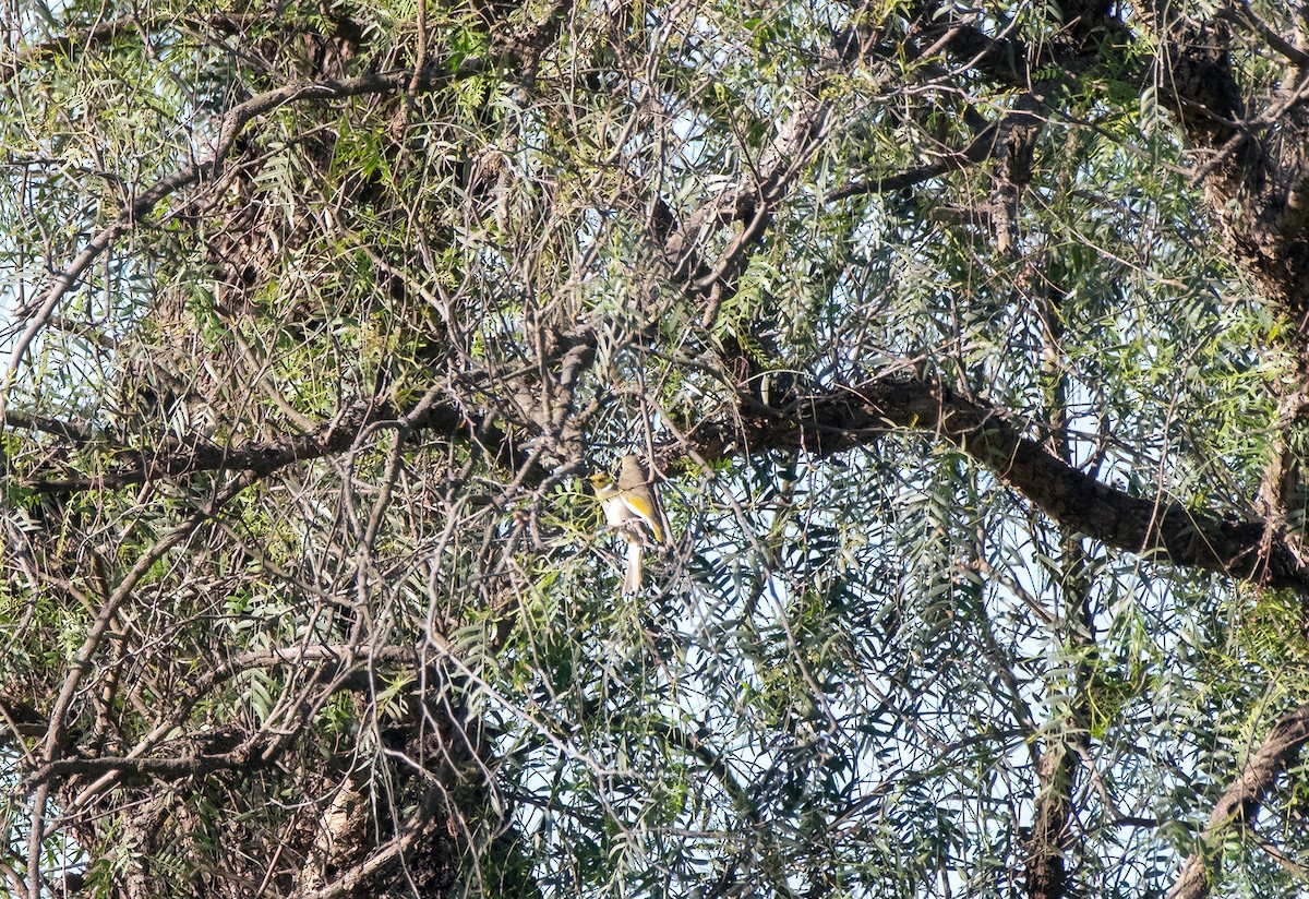 White-plumed Honeyeater - ML608573212