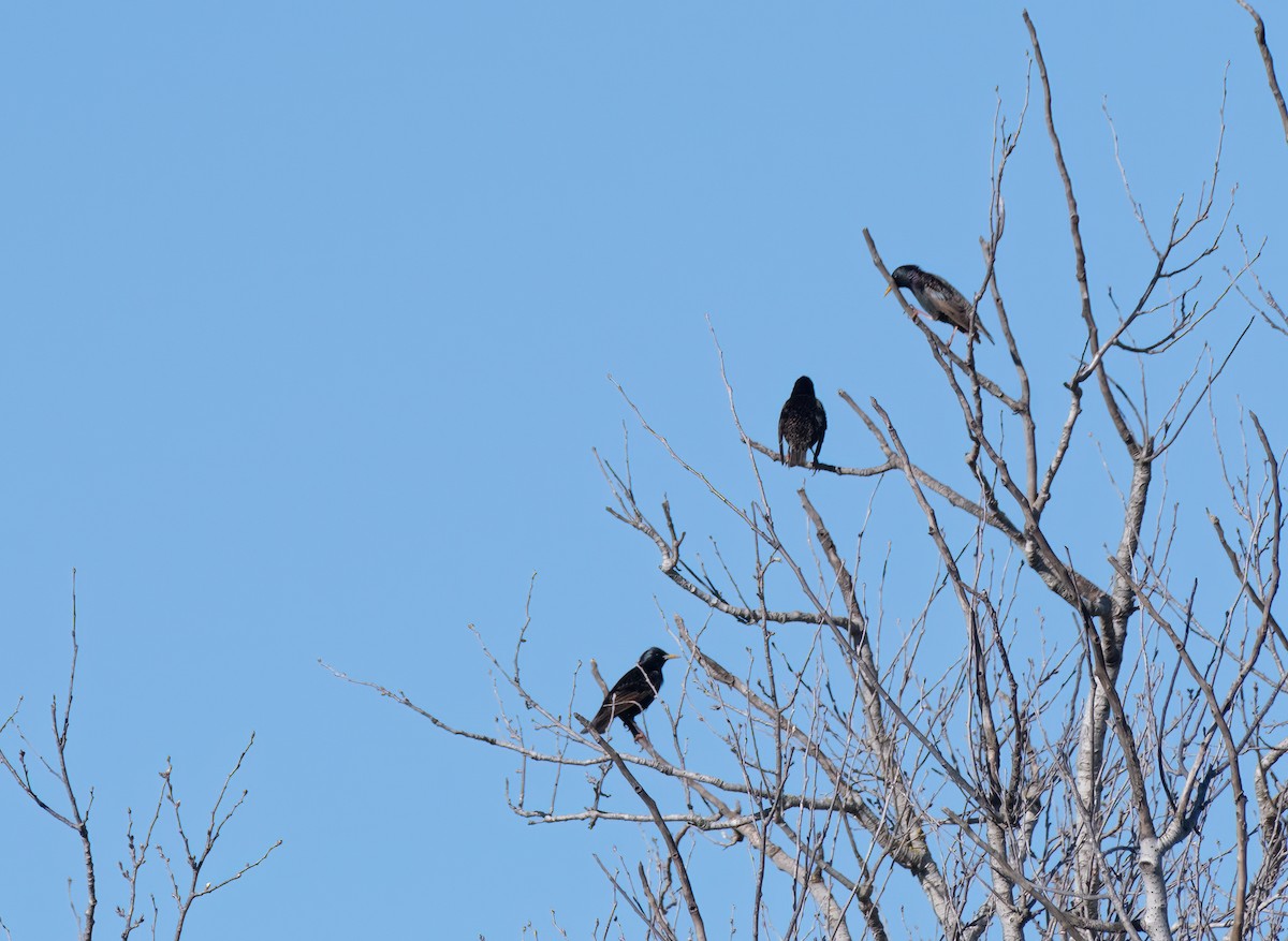 European Starling - ML608573220