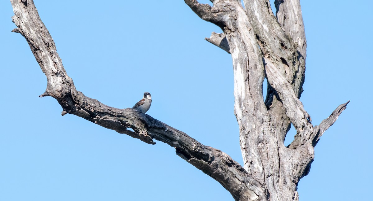 House Sparrow - Gordon Arthur