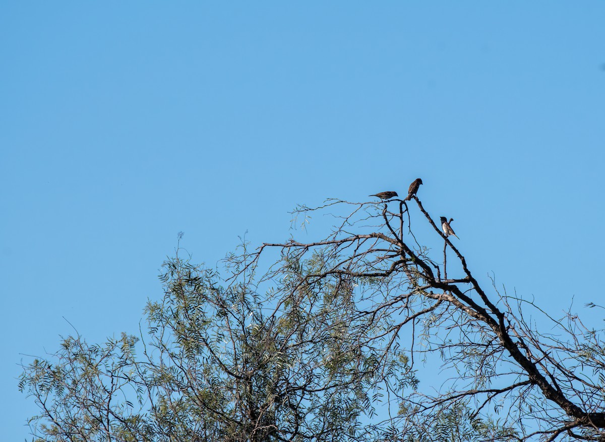 Moineau domestique - ML608573222