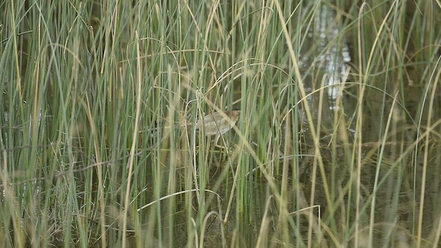 Yellow Bittern - ML608573411