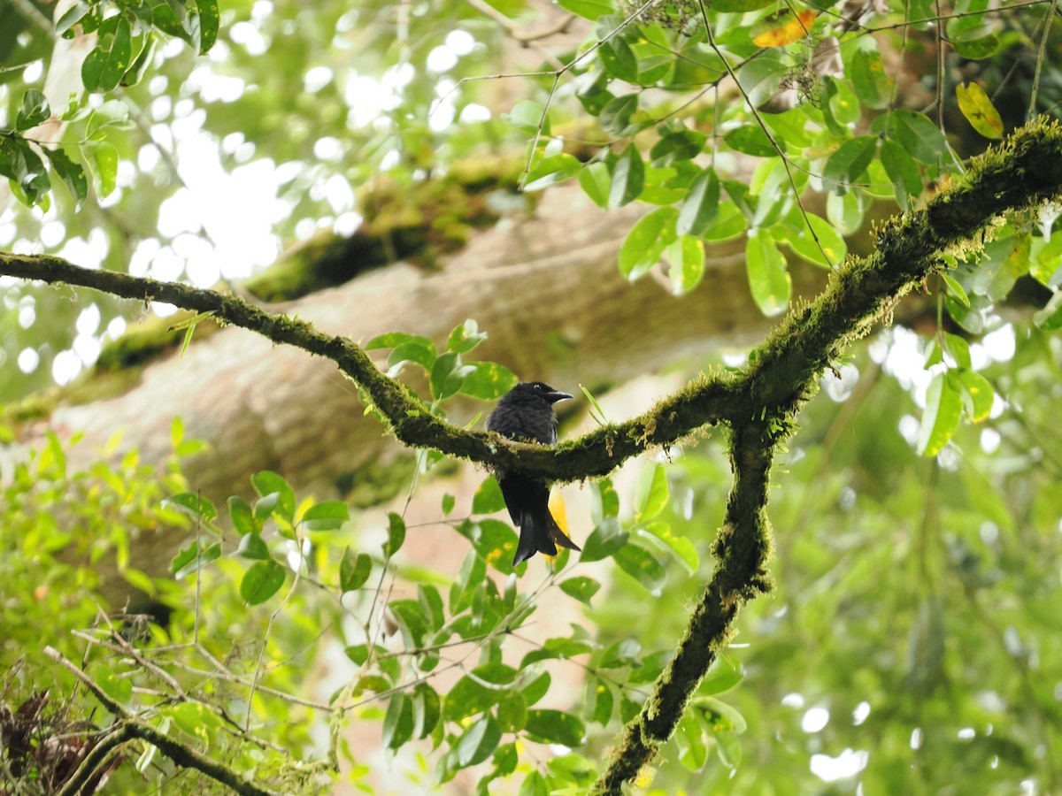 Drongo à crinière (borneensis) - ML608573579