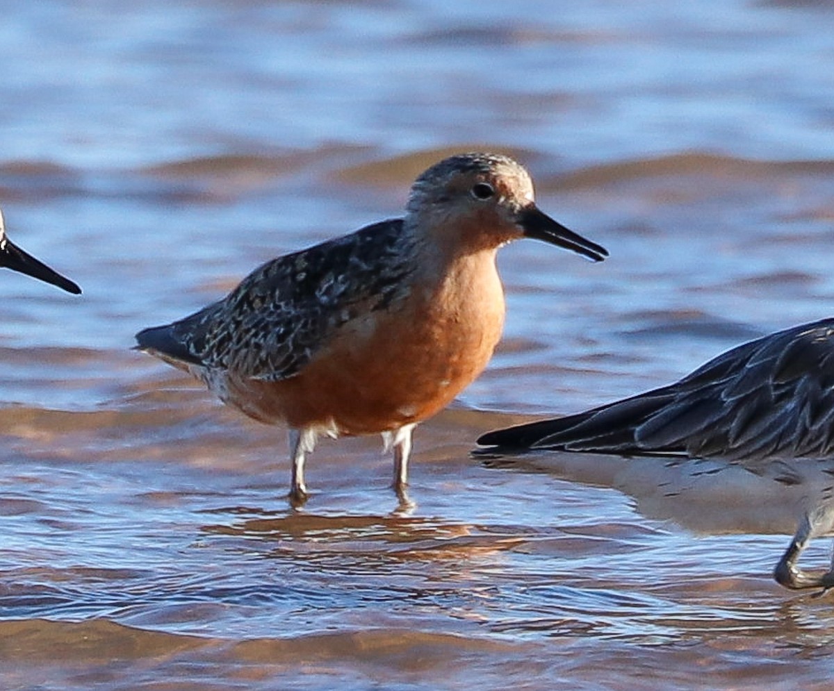 Red Knot - ML608573588