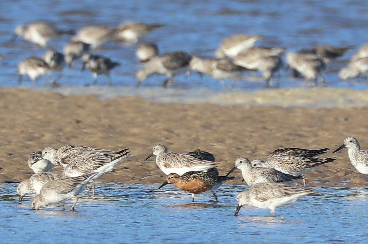 Red Knot - ML608573622