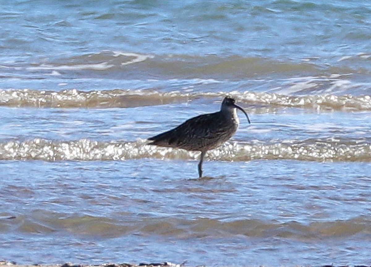 Far Eastern Curlew - ML608573627