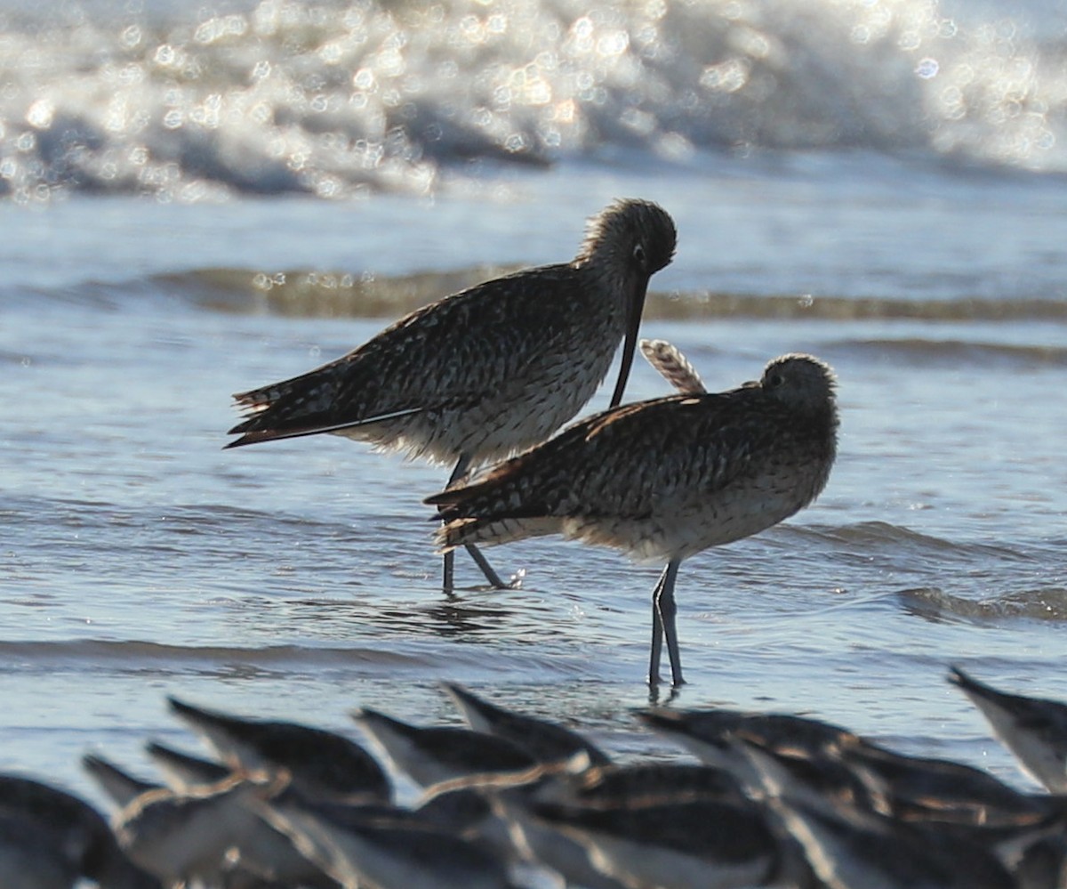 Far Eastern Curlew - ML608573641