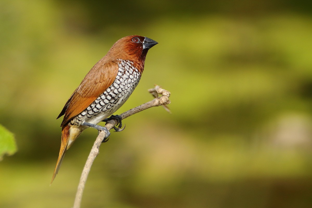 Scaly-breasted Munia - ML608573675