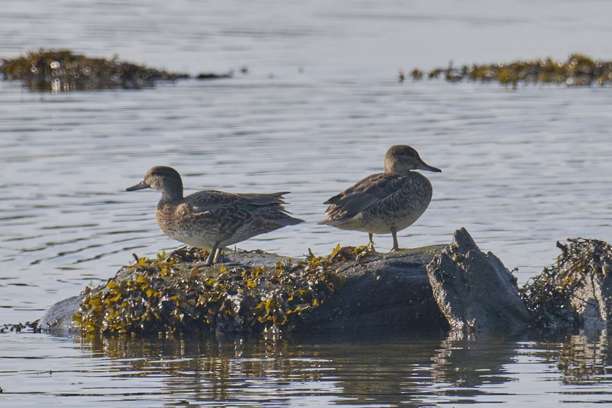 Green-winged Teal - ML608573687
