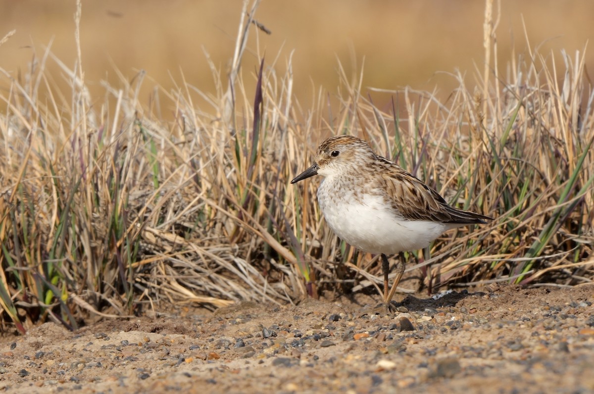 Semipalmated Sandpiper - ML608573699