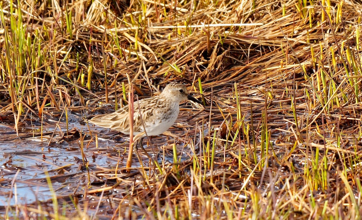 Semipalmated Sandpiper - ML608573701