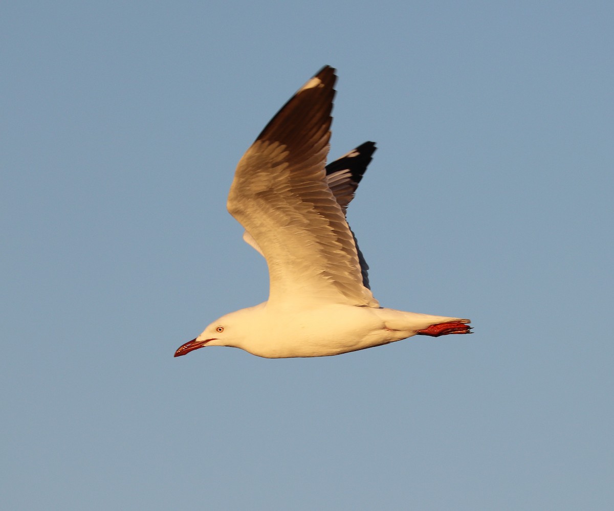 Silver Gull - ML608573757