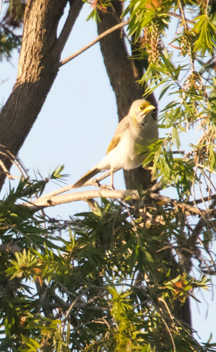 Yellow-throated Miner - Yvonne van Netten