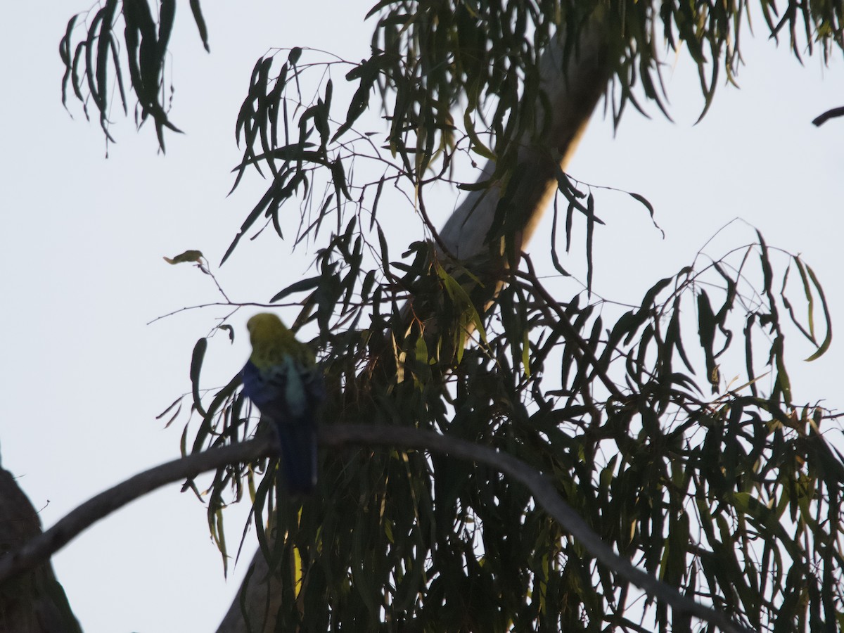 Pale-headed Rosella - ML608573835