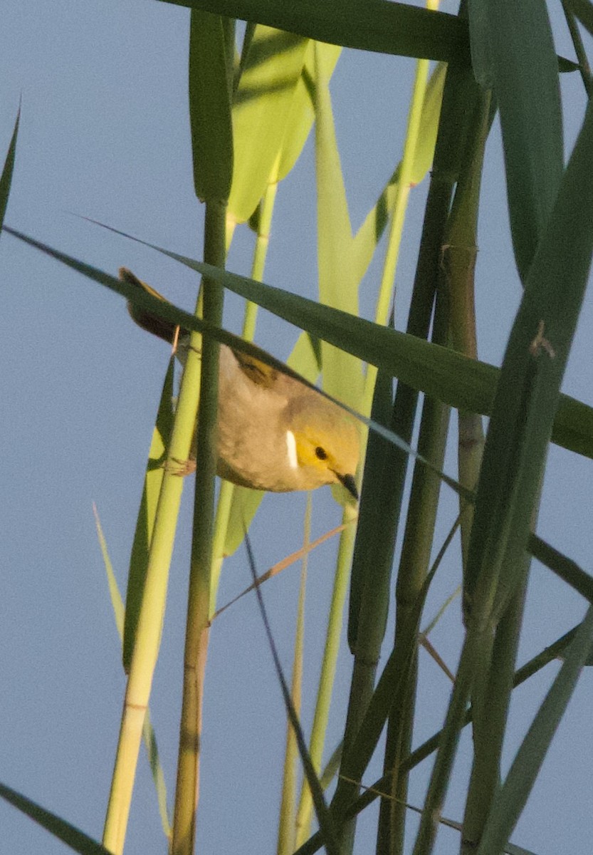 White-plumed Honeyeater - ML608573864