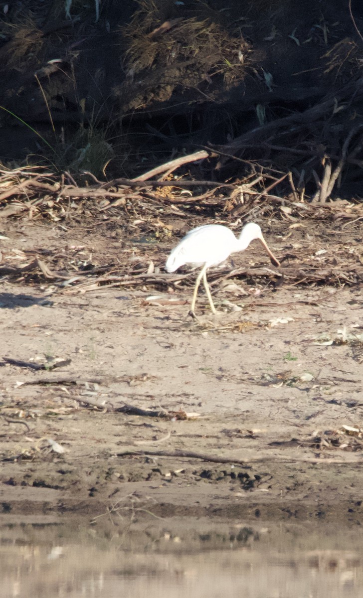 Yellow-billed Spoonbill - ML608573880