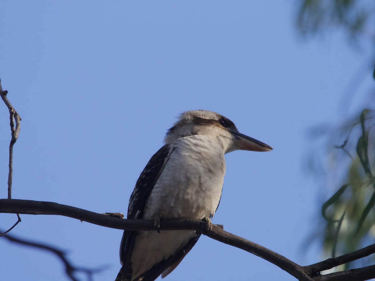 Laughing Kookaburra - ML608573912