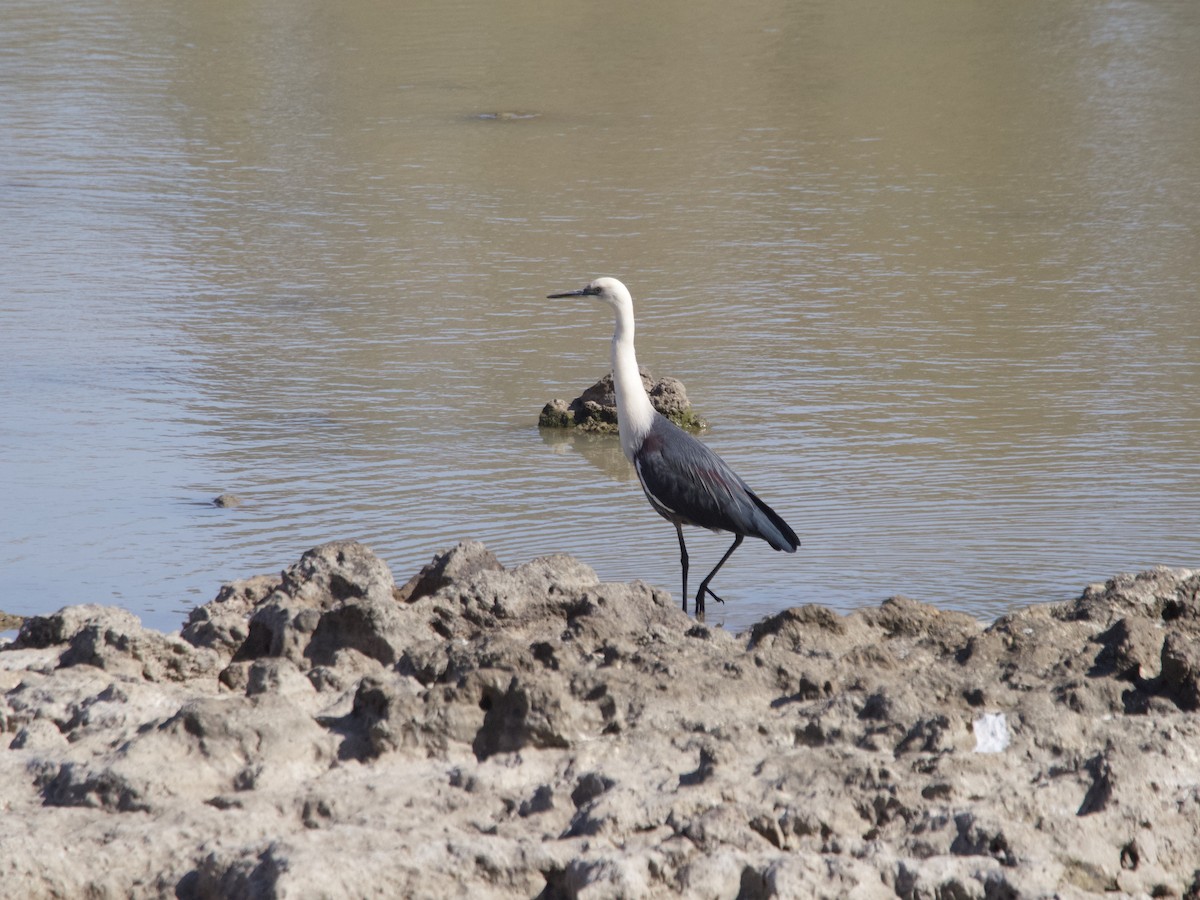 Pacific Heron - ML608573919