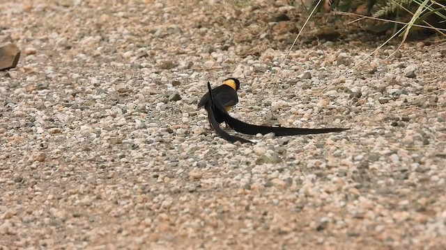 Eastern Paradise-Whydah - ML608573921