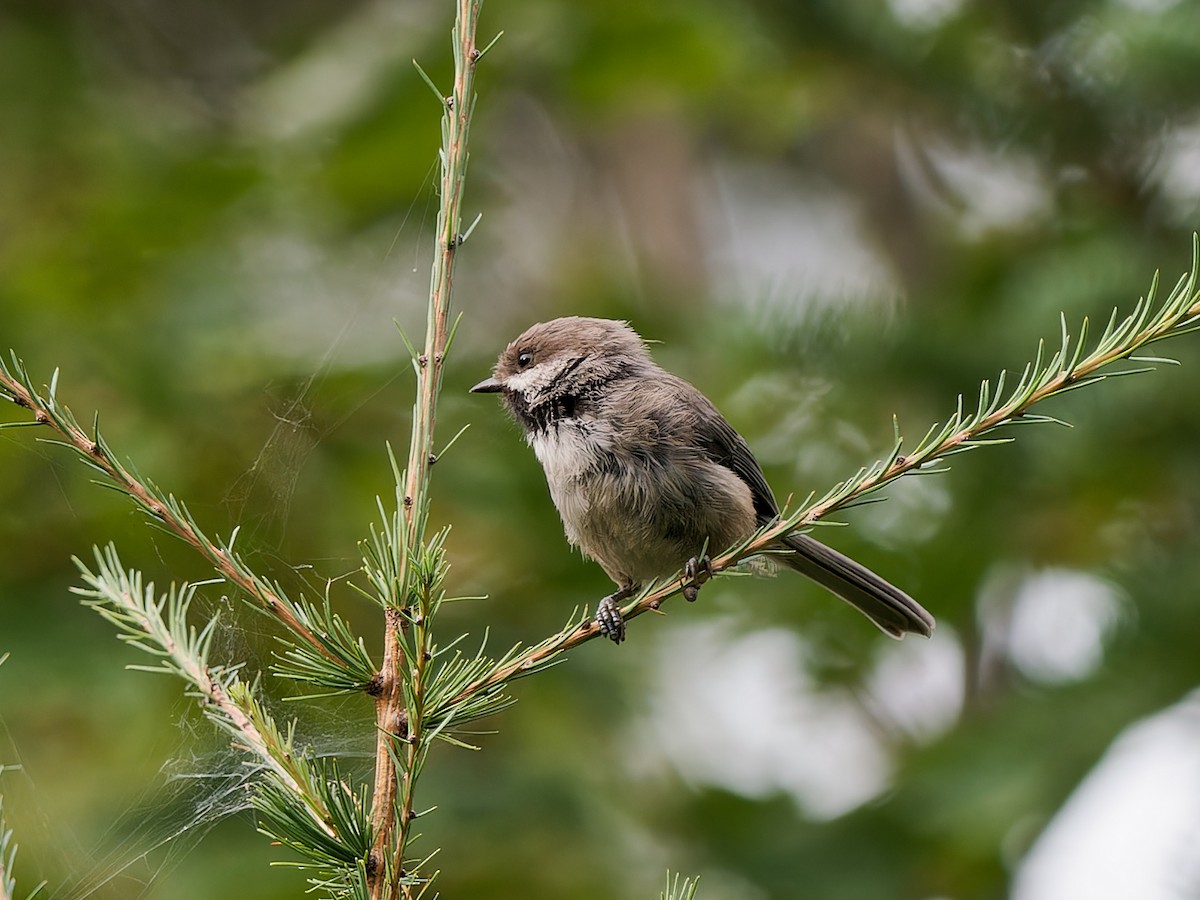 Boreal Chickadee - ML608573979