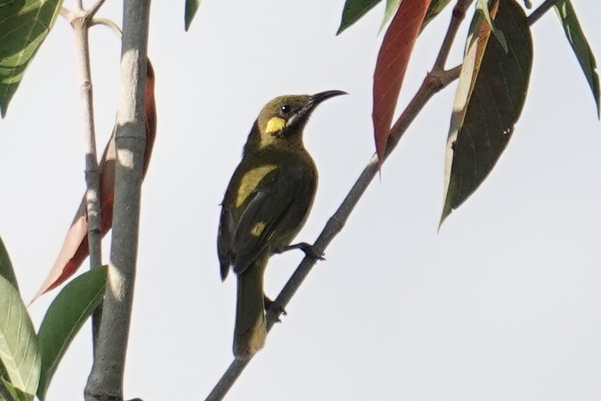 Yellow-eared Honeyeater - ML608573988