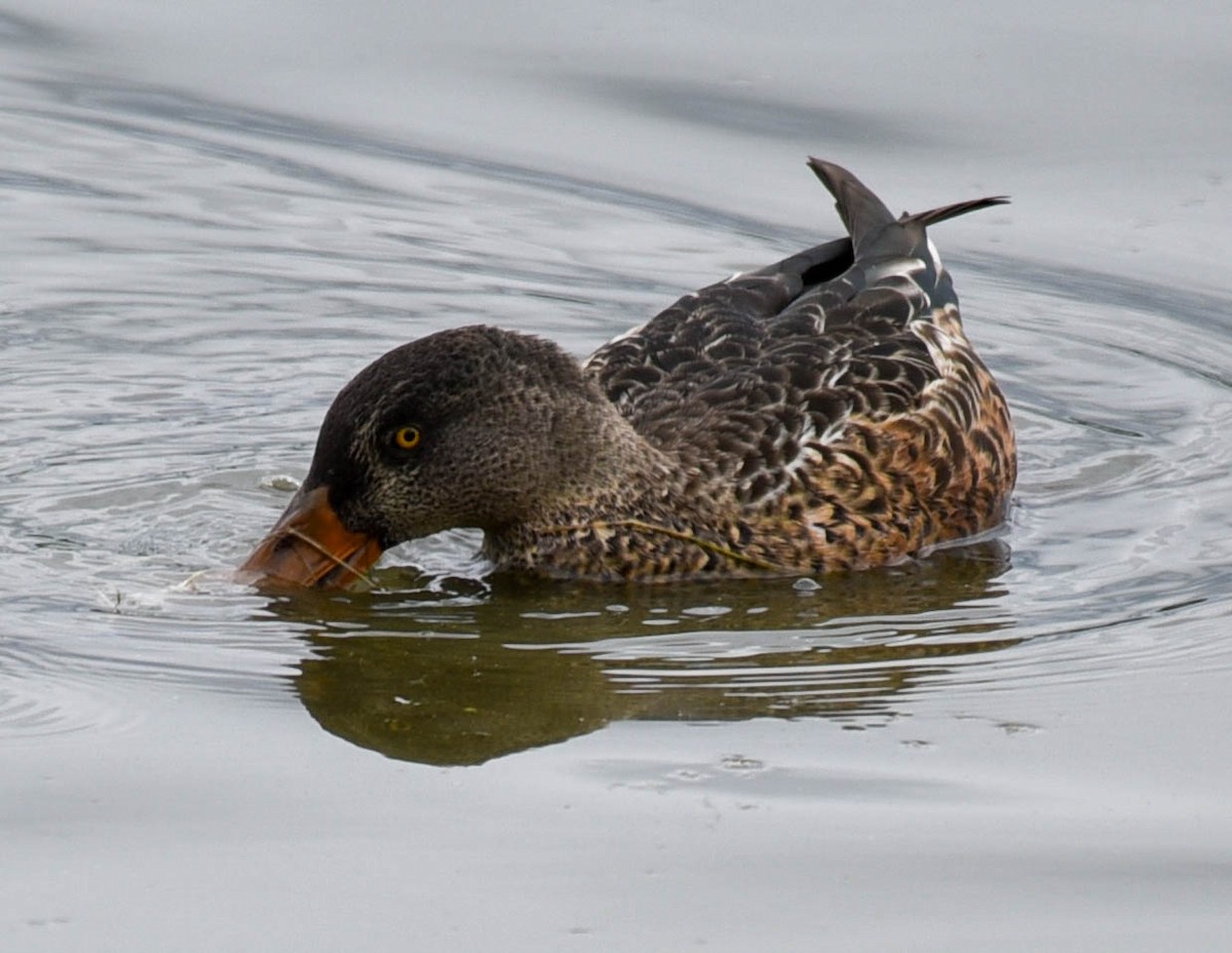 Northern Shoveler - ML608574060