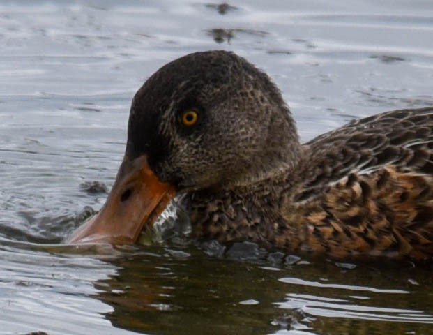 Northern Shoveler - ML608574061