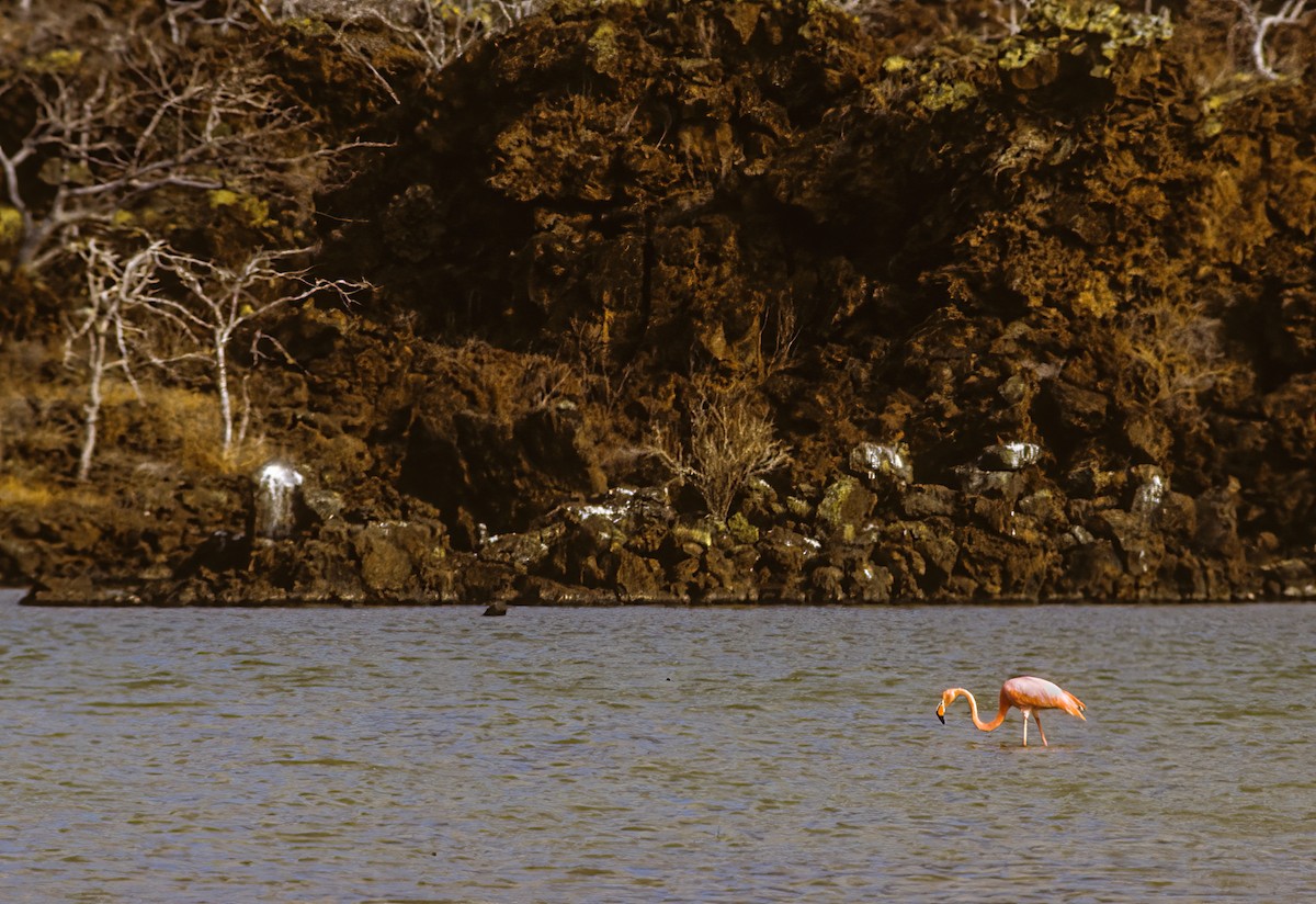 Amerika Flamingosu - ML608574308