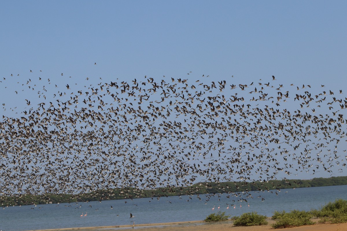 Black Skimmer - ML608574317