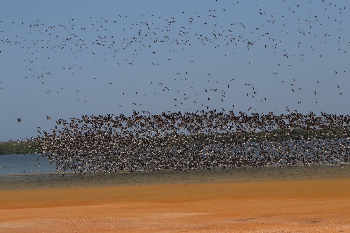 Black Skimmer - ML608574318