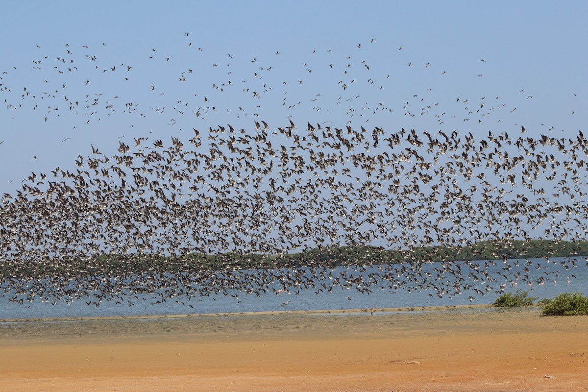 Black Skimmer - Jesus  Aranguren