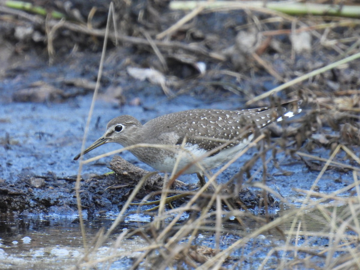 Solitary Sandpiper - Brad Smith