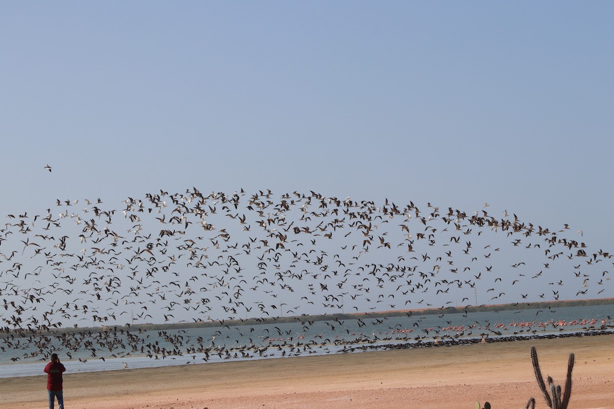 Black Skimmer - Jesus  Aranguren