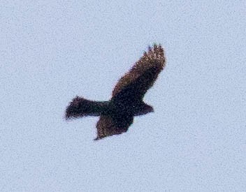 Sharp-shinned Hawk (Northern) - ML608574394