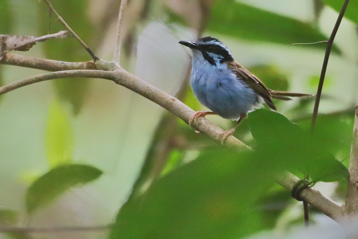 Campbell's Fairywren - ML608574445