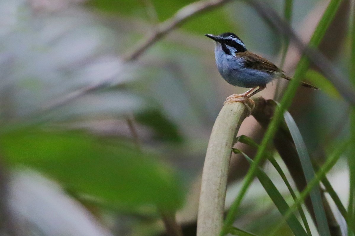 Campbell's Fairywren - ML608574446