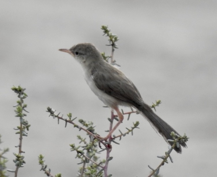 Graceful/Delicate Prinia - ML608574500