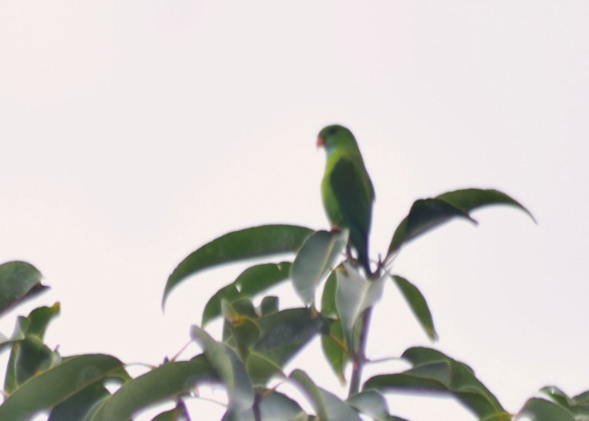 Vernal Hanging-Parrot - Samarth Shadakshari