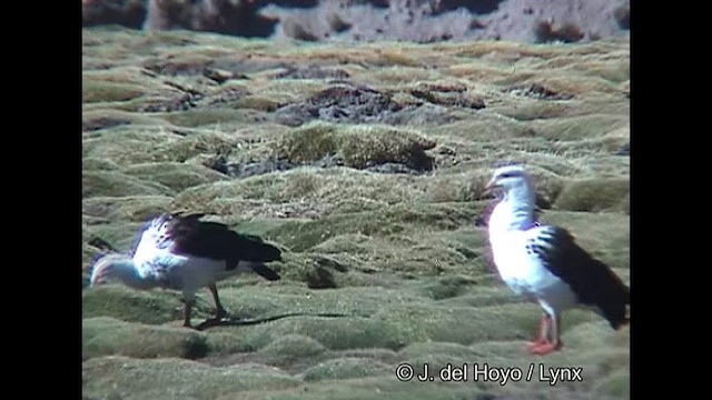 Andean Goose - ML608574639