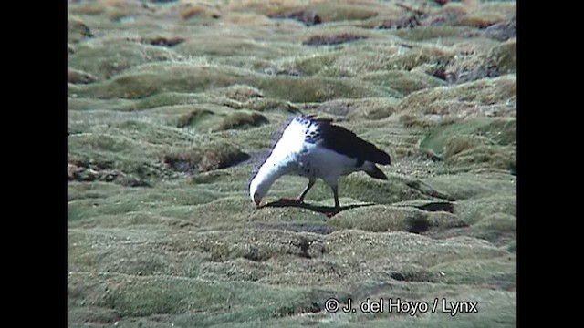 Andean Goose - ML608574649