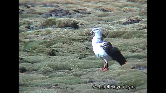 Andean Goose - ML608574664