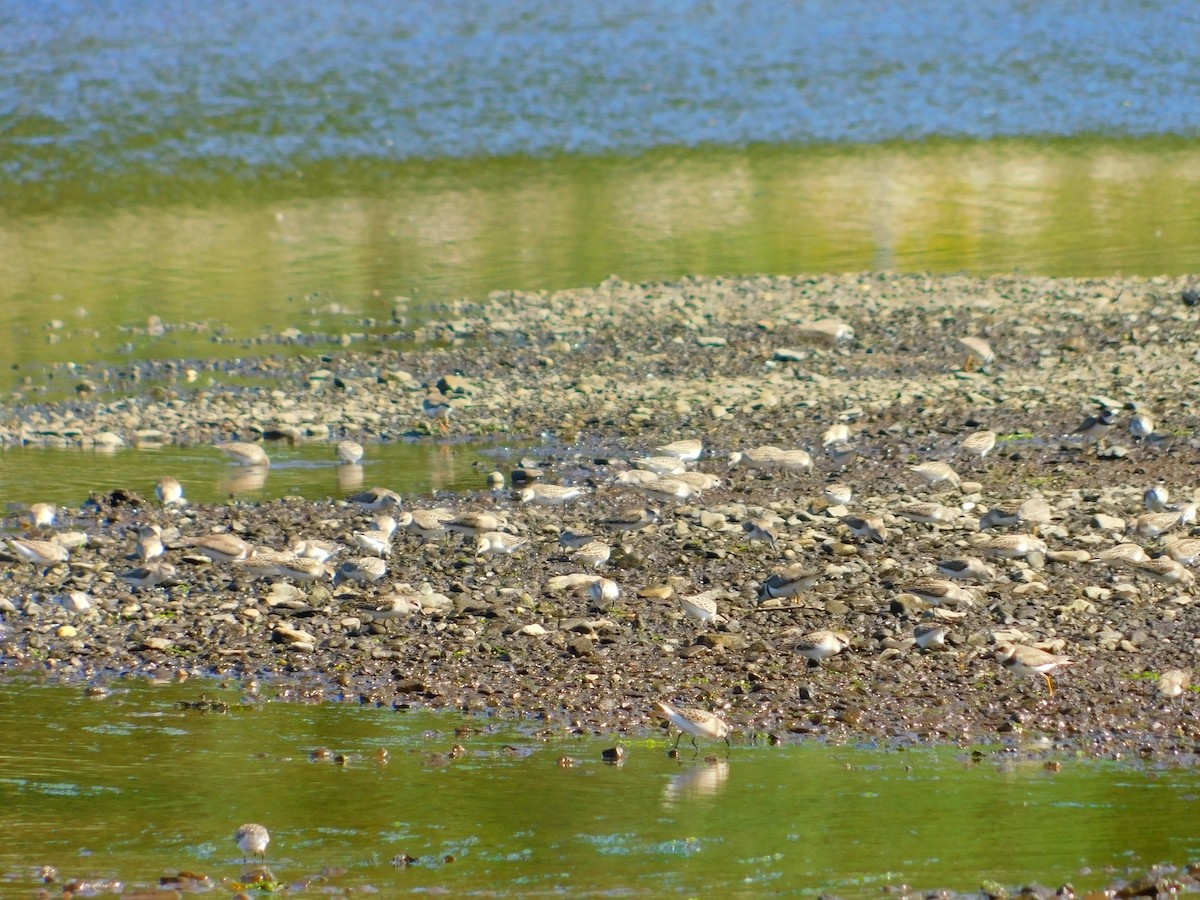 Semipalmated Sandpiper - Cody Power