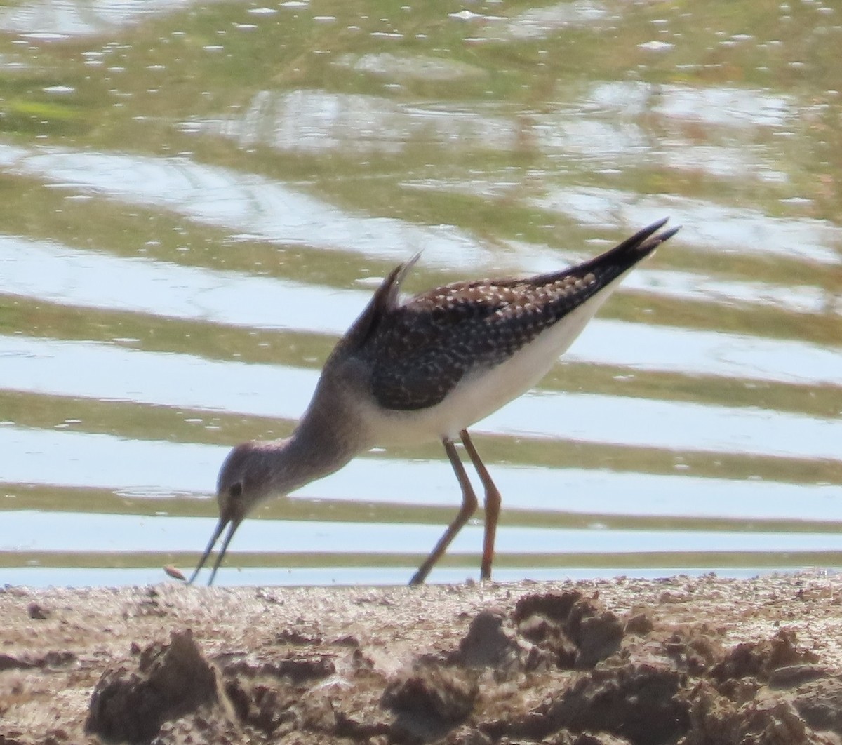 Lesser Yellowlegs - ML608574695