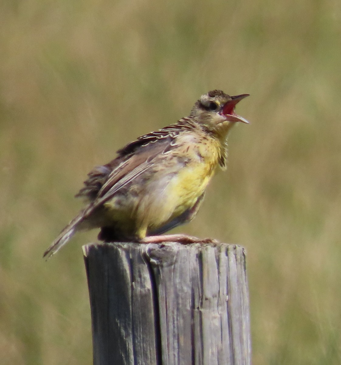 Eastern Meadowlark - ML608574700