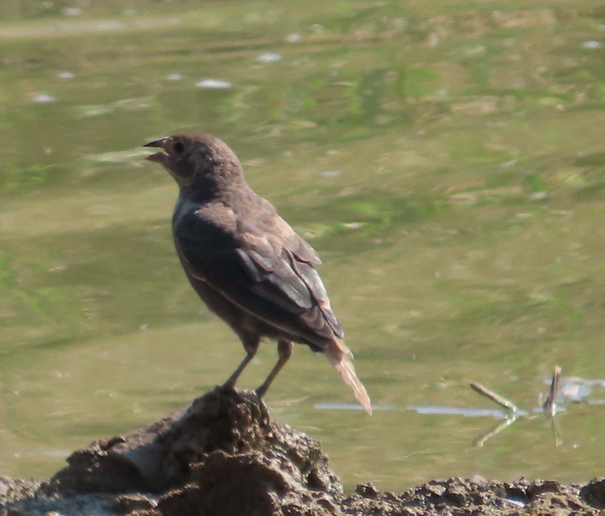 Brown-headed Cowbird - ML608574708