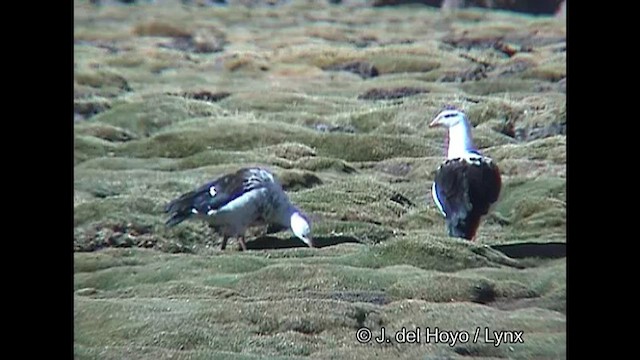 Andean Goose - ML608574715