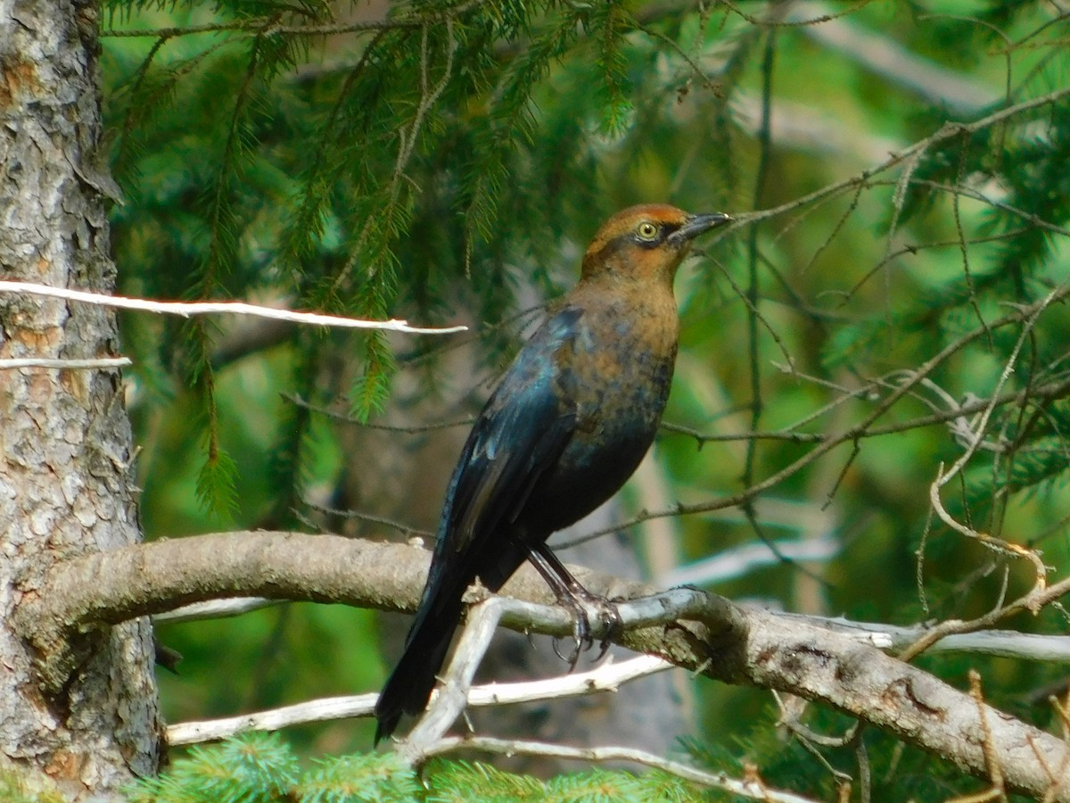 Rusty Blackbird - ML608574799