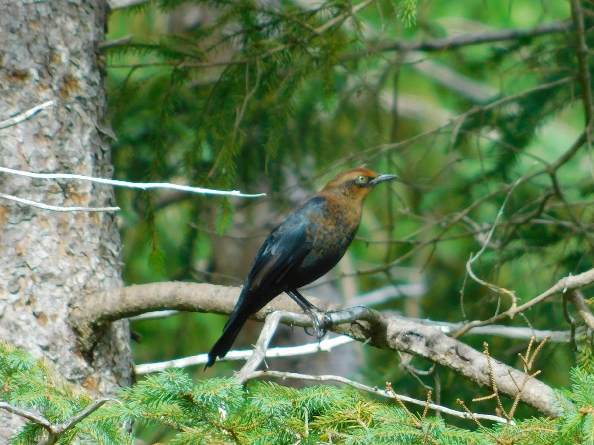 Rusty Blackbird - ML608574800